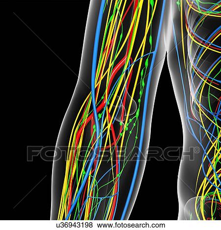 Elbow anatomy, artwork View Large Illustration Stock Illustration - Elbow anatomy, artwork. Fotosearch