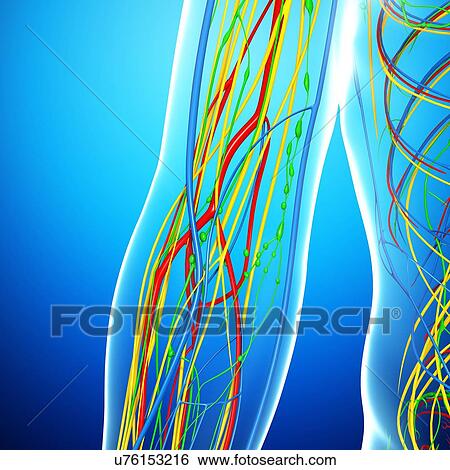 Elbow anatomy, artwork View Large Illustration Stock Illustration - Elbow anatomy, artwork. Fotosearch