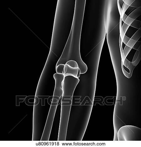 Elbow anatomy, artwork View Large Illustration Stock Illustration - Elbow anatomy, artwork. Fotosearch
