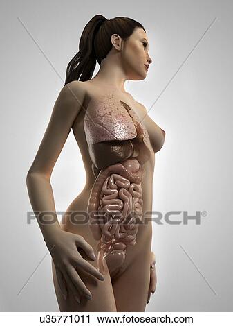 Female anatomy, artwork View Large Illustration Clip Art - Female anatomy, artwork. Fotosearch