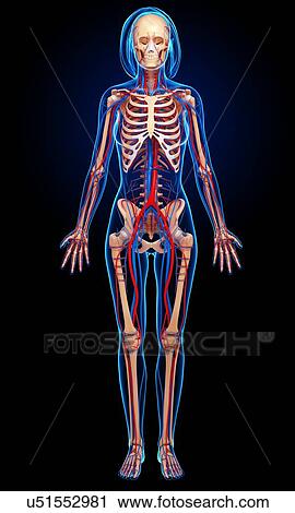 Female anatomy, artwork View Large Illustration Clip Art - Female anatomy, artwork. Fotosearch