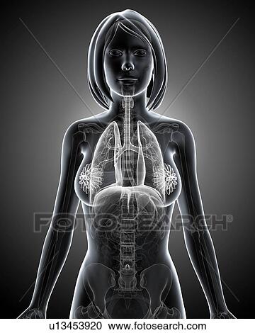 Female anatomy, artwork View Large Illustration Clipart - Female anatomy, artwork. Fotosearch