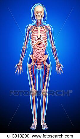 Clipart - Female anatomy, artwork. Fotosearch