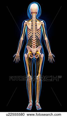 Female anatomy, artwork View Large Illustration Clipart - Female anatomy, artwork. Fotosearch