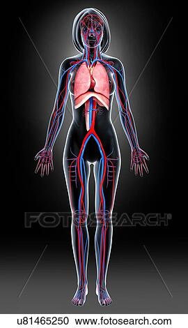 Clipart - Female anatomy, artwork. Fotosearch