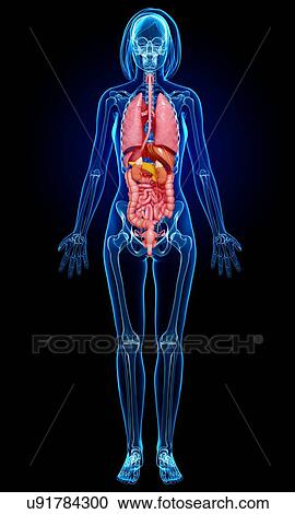 Clipart - Female anatomy, artwork. Fotosearch