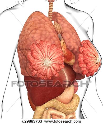 Drawing - Female anatomy, artwork. Fotosearch