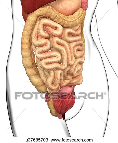 Female anatomy, artwork View Large Illustration Drawing - Female anatomy, artwork. Fotosearch