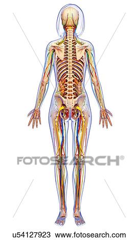 Drawing - Female anatomy, artwork. Fotosearch