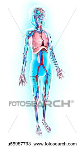 Drawing - Female anatomy, artwork. Fotosearch