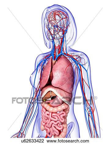 Drawing - Female anatomy, artwork. Fotosearch