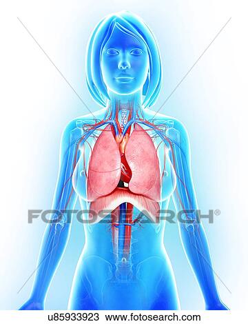 Female anatomy, artwork View Large Illustration Drawing - Female anatomy, artwork. Fotosearch