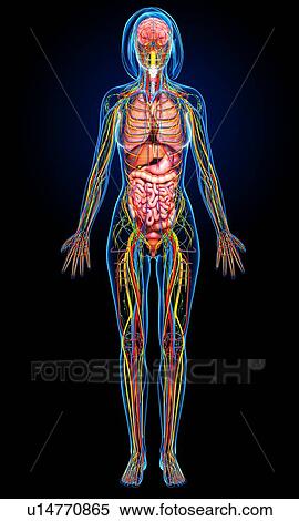 Stock Illustration - Female anatomy, artwork. Fotosearch