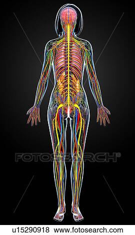 Stock Illustration - Female anatomy, artwork. Fotosearch