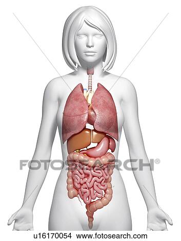 Female anatomy, artwork View Large Illustration Stock Illustration - Female anatomy, artwork. Fotosearch