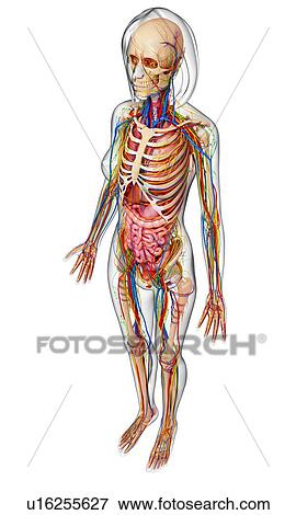 Female anatomy, artwork View Large Illustration Stock Illustration - Female anatomy, artwork. Fotosearch