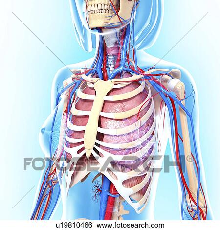 Female anatomy, artwork View Large Illustration Stock Illustration - Female anatomy, artwork. Fotosearch