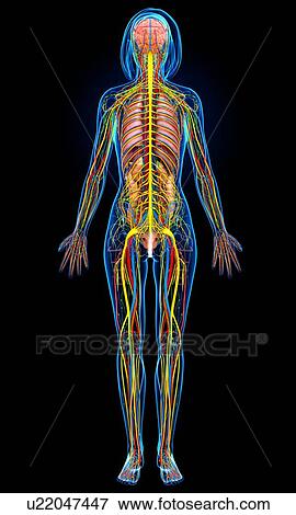 Stock Illustration - Female anatomy, artwork. Fotosearch