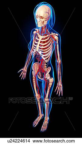 Stock Illustration - Female anatomy, artwork. Fotosearch
