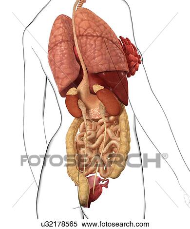 Stock Illustration - Female anatomy, artwork. Fotosearch
