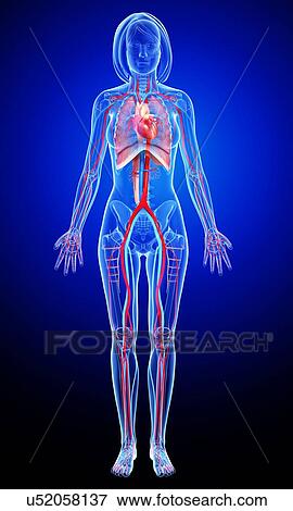 Stock Illustration - Female anatomy, artwork. Fotosearch