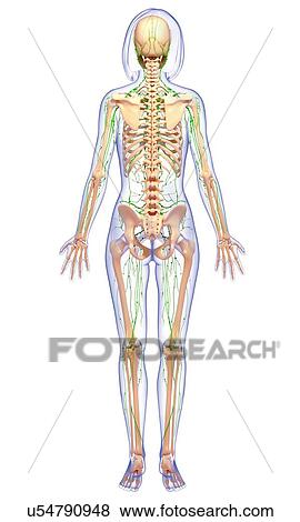 Stock Illustration - Female anatomy, artwork. Fotosearch