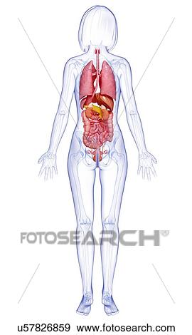 Female anatomy, artwork View Large Illustration Stock Illustration - Female anatomy, artwork. Fotosearch