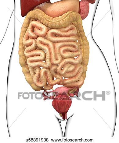 Stock Illustration - Female anatomy, artwork. Fotosearch