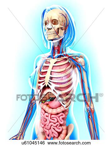 Female anatomy, artwork View Large Illustration Stock Illustration - Female anatomy, artwork. Fotosearch