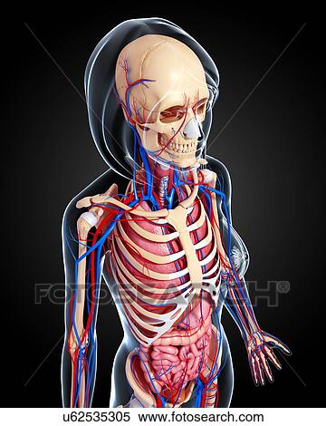 Female anatomy, artwork View Large Illustration Stock Illustration - Female anatomy, artwork. Fotosearch