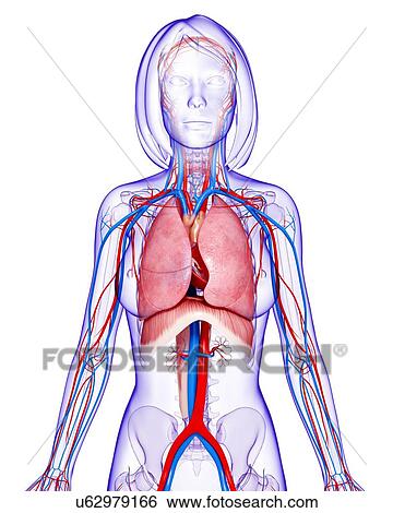 Stock Illustration - Female anatomy, artwork. Fotosearch