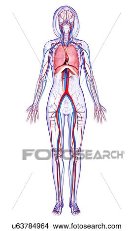 Stock Illustration - Female anatomy, artwork. Fotosearch