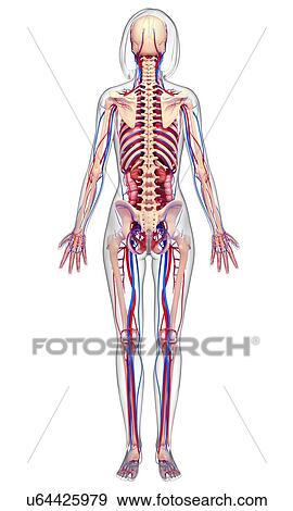 Stock Illustration - Female anatomy, artwork. Fotosearch