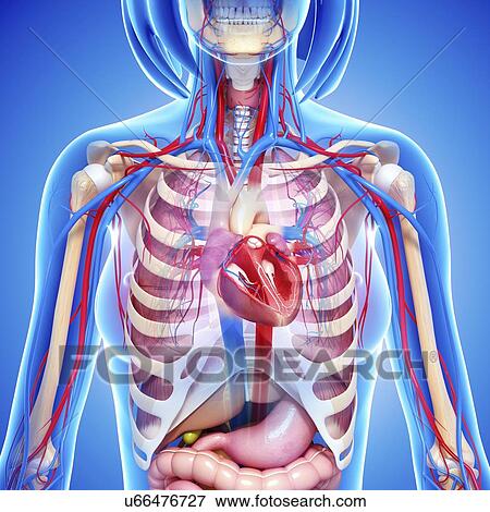 Stock Illustration - Female anatomy, artwork. Fotosearch