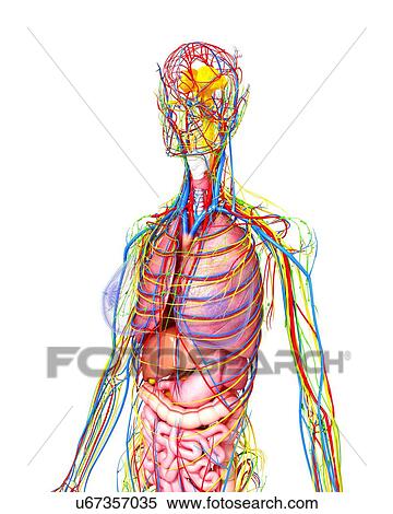 Stock Illustration - Female anatomy, artwork. Fotosearch