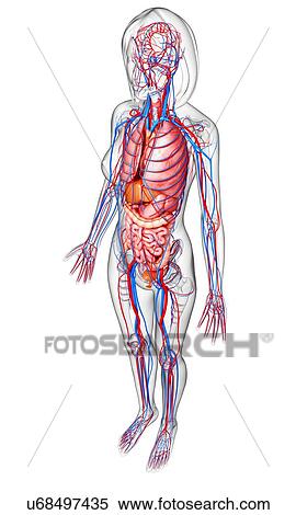 Stock Illustration - Female anatomy, artwork. Fotosearch