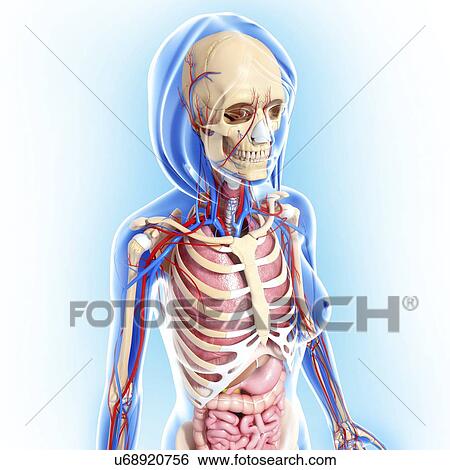 Female anatomy, artwork View Large Illustration Stock Illustration - Female anatomy, artwork. Fotosearch