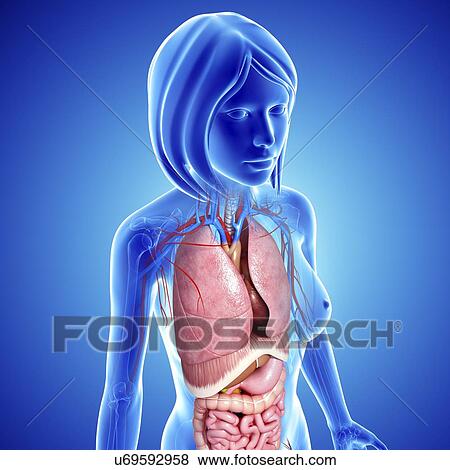 Stock Illustration - Female anatomy, artwork. Fotosearch