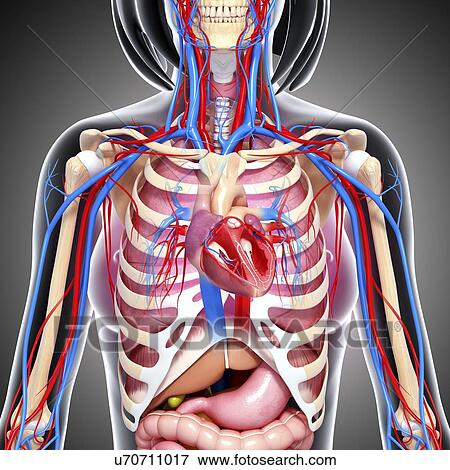 Stock Illustration - Female anatomy, artwork. Fotosearch