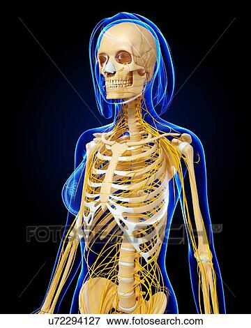 Female anatomy, artwork View Large Illustration Stock Illustration - Female anatomy, artwork. Fotosearch
