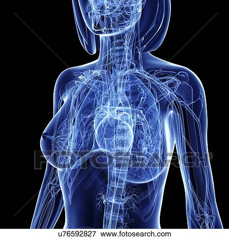 Stock Illustration - Female anatomy, artwork. Fotosearch