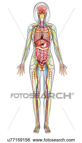 Stock Illustration - Female anatomy, artwork. Fotosearch