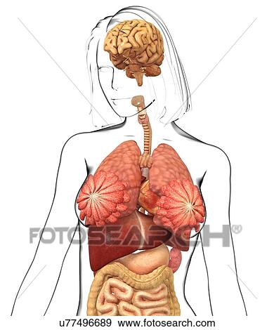 Female anatomy, artwork View Large Illustration Stock Illustration - Female anatomy, artwork. Fotosearch