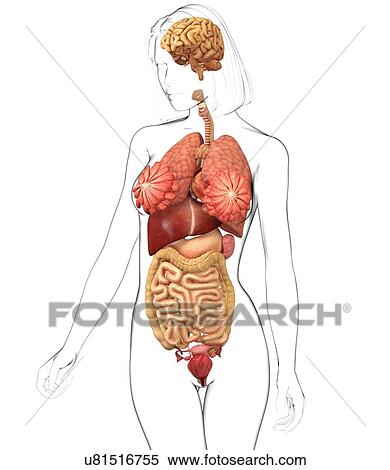 Stock Illustration - Female anatomy, artwork. Fotosearch