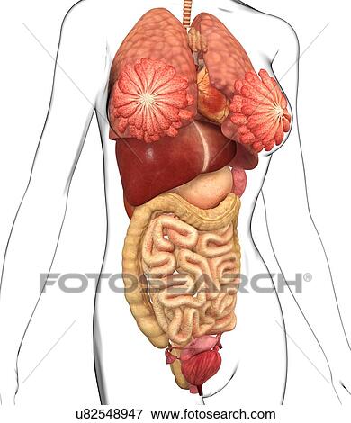 Stock Illustration - Female anatomy, artwork. Fotosearch