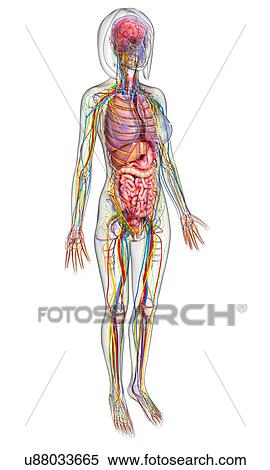 Female anatomy, artwork View Large Illustration Stock Illustration - Female anatomy, artwork. Fotosearch