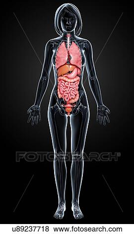 Female anatomy, artwork View Large Illustration Stock Illustration - Female anatomy, artwork. Fotosearch