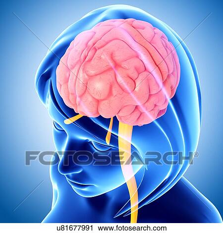 Clip Art - Female brain, artwork. Fotosearch