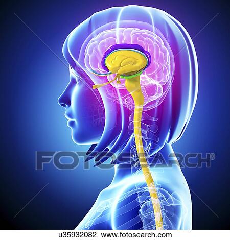 Drawing - Female brain, artwork. Fotosearch