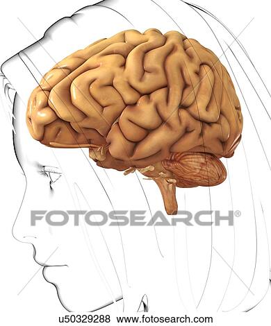 Stock Illustration - Female brain, artwork. Fotosearch